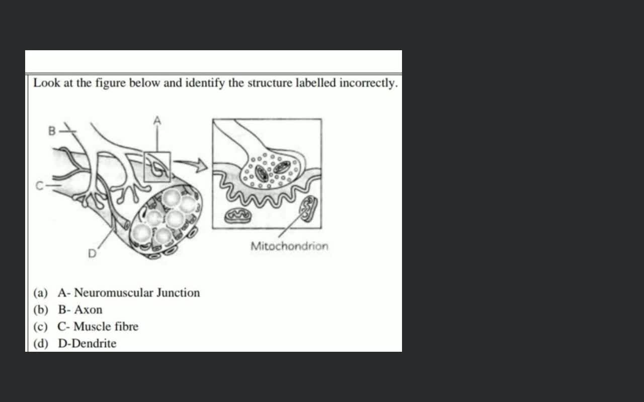 Look at the figure below and identify the structure labelled incorrectly...